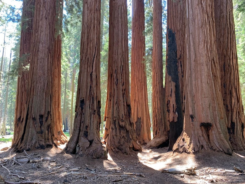 Redwood Forest Retreat